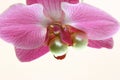 Orchid Pearls Royalty Free Stock Photo
