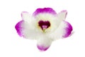 Orchid Petal