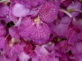 Orchid Petals Royalty Free Stock Photo