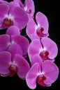 Orchid phalaenopsis