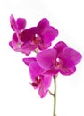 Orchid phalaenopsis Royalty Free Stock Photo