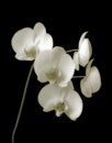 Orchid-Phalaenopsis