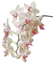 Orchid phalaenopsis Royalty Free Stock Photo