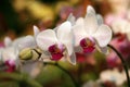 Phalaenopsis orchid Royalty Free Stock Photo