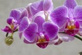 Orchid phalaenopsis