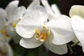 Orchid- Phalaenopsis Amabilis