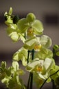 Orchid Phalaenopsis aphrodite Yellow. Photograph Of A Stick Replete With Various Flowers. Nature Orchid Botanical Biology Phytolog