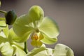 Orchid Phalaenopsis aphrodite Yellow. Photographing First Person Of A Flower. Nature Orchid Botanical Biology Phytology Flowers Pl