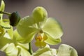 Orchid Phalaenopsis aphrodite Yellow. Photographing First Person Of A Flower. Nature Orchid Botanical Biology Phytology Flowers Pl Royalty Free Stock Photo