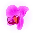 Orchid Phalaenopsis closeup Purple beautiful flower vintage vector illustration editable
