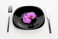 Orchid phalaenopsis flower on a black plate on a white background Royalty Free Stock Photo