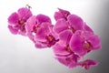 Orchid phalaenopsis flower Royalty Free Stock Photo