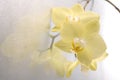 Orchid phalaenopsis flower