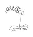 Orchid, phalaenopsis flower one line art. Continuous line drawing of plants, herb, flower, blossom, nature, flora