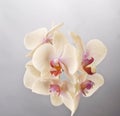 Orchid phalaenopsis flower Royalty Free Stock Photo