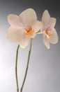 Orchid phalaenopsis flower Royalty Free Stock Photo