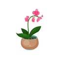 Orchid Phalaenopsis houseplant, potted flower vector illustration