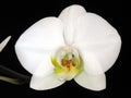 Orchid: Phalaenopsis hybrid Royalty Free Stock Photo