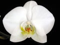 Orchid Phalaenopsis hybrid Royalty Free Stock Photo