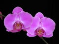 Orchid: Phalaenopsis hybrid Royalty Free Stock Photo