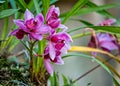 Orchid Phalaenopsis Hybrid lilac with unfocused background Royalty Free Stock Photo
