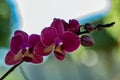Orchid Phalaenopsis Hybrid lilac with unfocused background Royalty Free Stock Photo