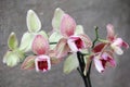 Orchid Phalaenopsis is a hybrid variety. Royalty Free Stock Photo