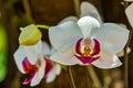 Orchid Phalaenopsis Hybrid white with unfocused background Royalty Free Stock Photo