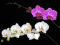 Orchid: Phalaenopsis hybrids Royalty Free Stock Photo