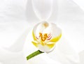 Orchid Phalaenopsis, Orchidaceae Royalty Free Stock Photo