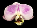 Orchid phalaenopsis pink-white flower. isolated on the black background with clipping path. Closeup. Royalty Free Stock Photo