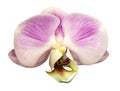 Orchid phalaenopsis pink-white flower. isolated on white background with clipping path. Closeup. Royalty Free Stock Photo