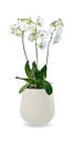 Orchid Phalaenopsis in a pot with white flowers isolated over white Royalty Free Stock Photo