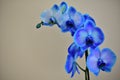Orchid phalaenopsis royal blue