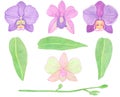 Orchid phalaenopsis set watercolor illustration. Beautifull exotic flower in a full bloom with green buds Royalty Free Stock Photo