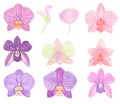 Orchid phalaenopsis set watercolor illustration. Beautifull exotic flower in a full bloom with green buds Royalty Free Stock Photo