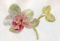 Orchid Phalaenopsis Sorrento