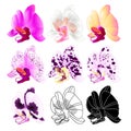 Orchid Phalaenopsis various colours outline, silhouette,flower six on a white background vintage vector editable