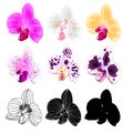 Orchid Phalaenopsis various colours natural, outline, silhouette,flower thirteen on a white background vintage vector editable