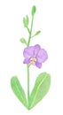 Orchid phalaenopsis watercolor illustration. Beautifull purple exotic flower on a branch with a green bud Royalty Free Stock Photo