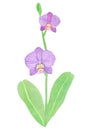 Orchid phalaenopsis watercolor illustration. Beautifull purple exotic flower on a branch with a green bud Royalty Free Stock Photo
