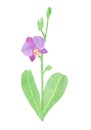 Orchid phalaenopsis watercolor illustration. Beautifull purple exotic flower on a branch with a green bud Royalty Free Stock Photo