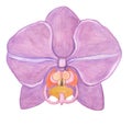 Orchid phalaenopsis watercolor illustration. Beautifull purple exotic flower in a full bloom Royalty Free Stock Photo