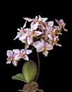 Orchid Phalenopsis mini white pink color on black background Royalty Free Stock Photo
