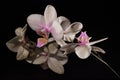 Orchid Phalenopsis mini white pink color Royalty Free Stock Photo