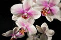 Orchid Phalenopsis mini white pink color