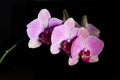 Orchid Phalenopsis mini white pink color
