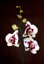 Orchid Phalenopsis mini white purple color Royalty Free Stock Photo