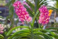 Orchid pink flower, Ascocentrum Miniatum Royalty Free Stock Photo
