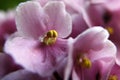 orchid, pink flower, close, macro Royalty Free Stock Photo